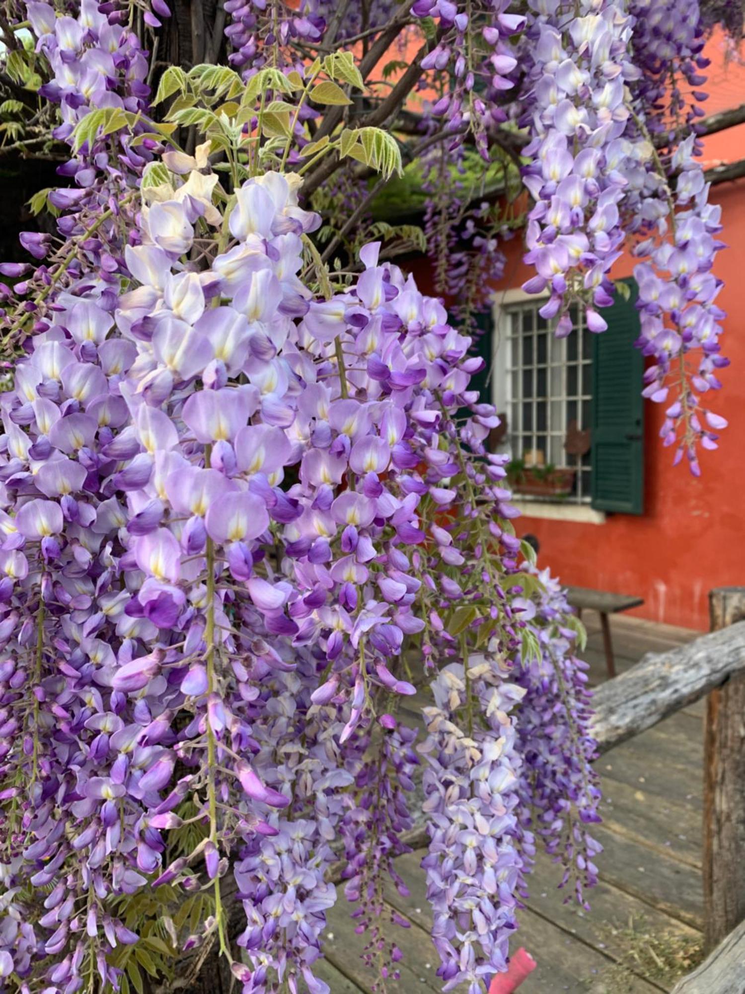 Fattoria Amelia Βίλα Santa Caterina  Εξωτερικό φωτογραφία